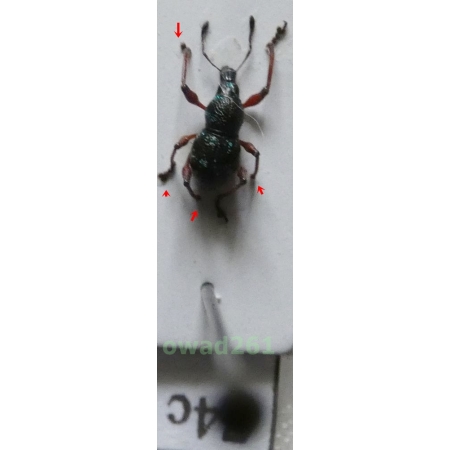 Neopyrgops sp. Heller, 1913 Philippines74c